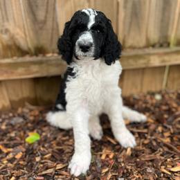 Reef - Parti male Poodle puppy in Harpers Ferry, West Virginia from Oso Perfect Poodles and Doodles