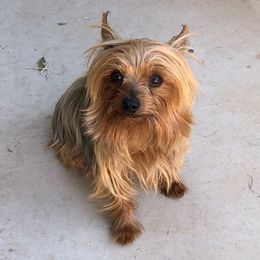 Yorkshire Terriers from Castillon Kennel
