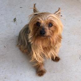 Yorkshire Terriers from Castillon Kennel