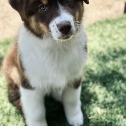 Australian Shepherd Puppies from Cloverdale Australian Shepherds
