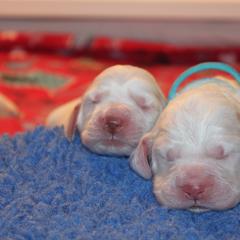 Clumber Spaniel Puppies from SunMagic Clumber Spaniels