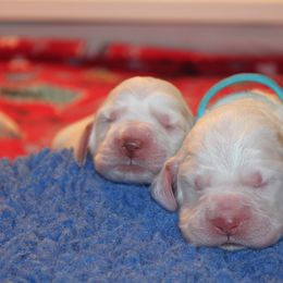 Clumber Spaniel Puppies from SunMagic Clumber Spaniels