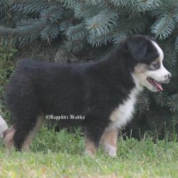 Miniature Australian Shepherd and Toy Australian Shepherd Puppies from Sapphire Stables
