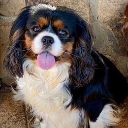 Emmy - Cavalier King Charles Spaniel