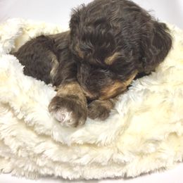 Bernedoodle Puppies from Cry Woof LLC