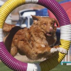 Nova Scotia Duck Tolling Retrievers from Redmoon