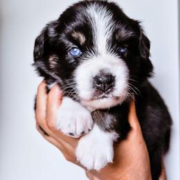 Australian Shepherd Puppies from Caramel Bliss Kennel - East Coast Aussies