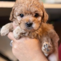 Mal-Shi, Maltese, and Maltipoo Puppies from Joy-fur puppies