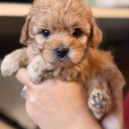 Mal-Shi, Maltese, and Maltipoo Puppies from Joy-fur puppies