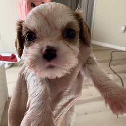 Harry - Blenheim male Cavalier King Charles Spaniel puppy in Melbourne, Florida from Majestic Cavaliers of Melbourne FL