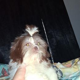 Lilly - Liver and white female Shih Tzu puppy in Birmingham, Alabama from K&D kennels