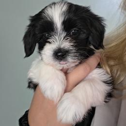 Havanese Puppies from Watson Farms