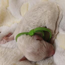 Boy 1 - Cream male Poodle puppy in Blanch, North Carolina from Faithful Hearts Kennel