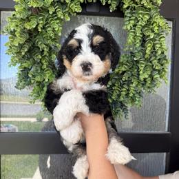 Boy 2 - Tri-color male Bernedoodle puppy in Spanish Fork, Utah from K Brand Doodles