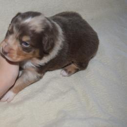 Dexter - Red merle male Australian Shepherd puppy in Russell Springs, Kentucky from Maggie Withers' Australian Shepherds