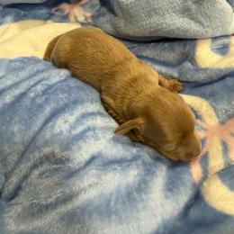 Yakko - Fawn (isabella) and tan male Dachshund puppy in Menifee, California from The Weenie Hut Doxies