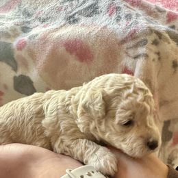 Assorted Doodle Crosses Puppies from Kovalenko Poodles