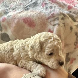 Assorted Doodle Crosses Puppies from Kovalenko Poodles