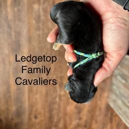 Teal - Black and tan male Cavalier King Charles Spaniel puppy in Greenleaf, Wisconsin from Ledgetop Family Cavaliers