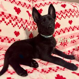 Mint - Black sable female Belgian Malinois puppy in Muskegon, Michigan from Red Acres Working Line K9s
