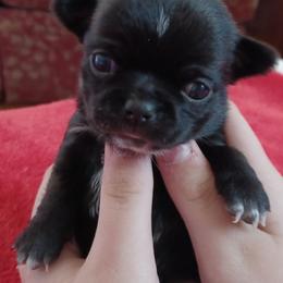 Lanett - Black and white female Chihuahua puppy in Tyler, Alabama from Delinda's Chihuahuas