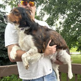 English Springer Spaniels from GNLS SPRINGERS