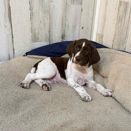 Liver and white male - Liver and white male German Shorthaired Pointer puppy in Caro, Michigan from Freemans' GSP's
