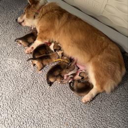 Blue collar - Sable male Pembroke Welsh Corgi puppy in Wheatland, California from Emerald Corgis