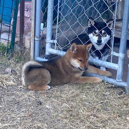 Nari - Sesame male Shiba Inu puppy in San Antonio, Texas from Texa's Shiba Inus