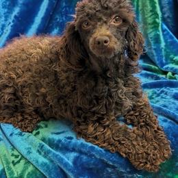Parfait - Poodle