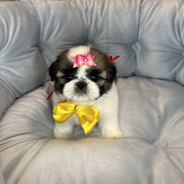 Shih Tzu Puppies from Fairy Tails Shih Tzus CA