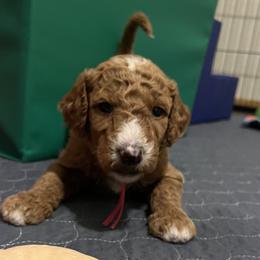 Trixie - Dark pink girl - Red  female Goldendoodle puppy in Puyallup, Washington from Dawnie’s Doodles