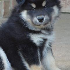 Finnish Lapphunds from Sugarok Kennel