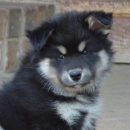 Finnish Lapphunds from Sugarok Kennel