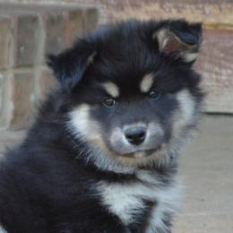 Finnish Lapphunds from Sugarok Kennel