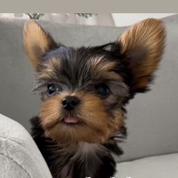 Yorkshire Terrier Puppies from Yorkies Boutique