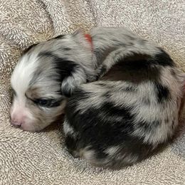 Miniature American Shepherds from Kickinauss Washington