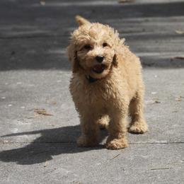 Rocky - Apricot male Goldendoodle puppy in Macclenny, Florida from Baker County Goldendoodles