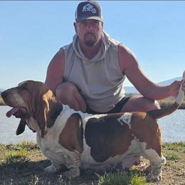 Winnie - Basset Hound