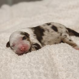 Jasper AKC - Red merle male Australian Shepherd puppy in Polk City, Florida from Skaky Shepherds