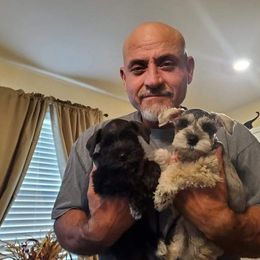 Miniature Schnauzer All Grown Up from Sonia's Pack Schnauzers for ever.