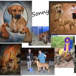 Sonny - Rhodesian Ridgeback