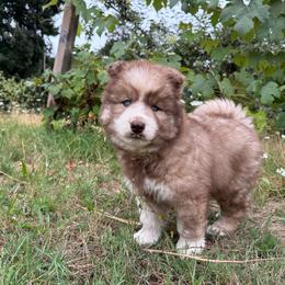 Maverick - Agouti and white male Siberian Husky puppy in Sherwood, Oregon from Whiskey River Siberians