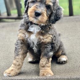 Bernedoodle and Goldendoodle Puppies from Candy Doodles