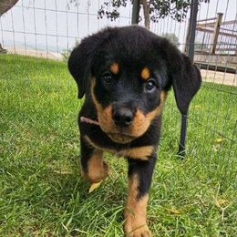Rottweiler Puppies from Mack Daddy Rottweilers