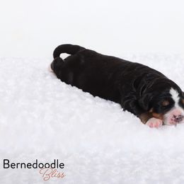 Bernedoodle Puppies from Bernedoodle Bliss