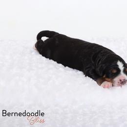 Bernedoodle Puppies from Bernedoodle Bliss