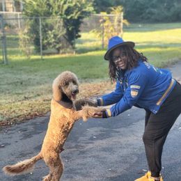 Goldendoodle All Grown Up from Anytime Doodles