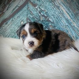 River - Blue merle female Miniature Australian Shepherd puppy in Opelika, Alabama from Haden’s Mini Aussies
