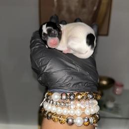 Iceland - Parti female Yorkshire Terrier puppy in Lynwood, Illinois from SaintNicksWay